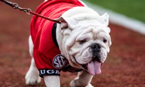 Georgia football announces death of Uga X, winningest mascot in school history: 'A Damn Good Dawg'