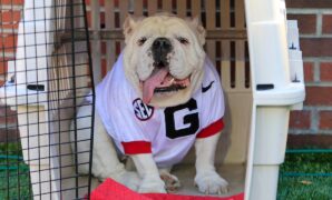 PETA again calls for Georgia to end use of live bulldogs after mascot's death