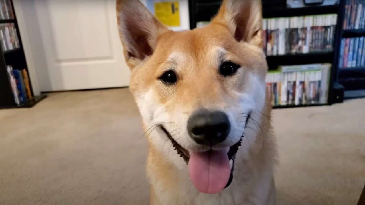 Peanut Butter Pup: How AGDQ's Top (Actual) Dog Became An Expert Gamer