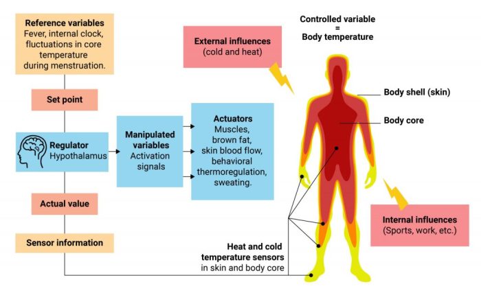 Future apple watches could measure your core body temperature and make your thermometer useless